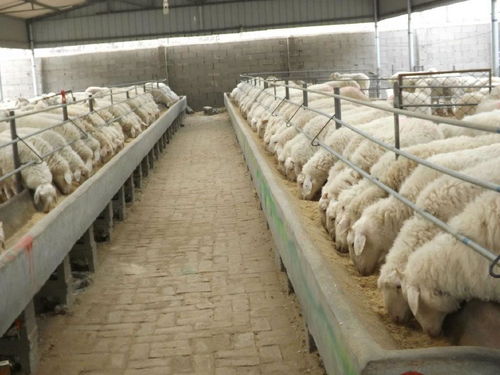 羊吃羊毛是什么原因 羊老是吃别的羊的毛是怎么回事 原因在这里