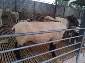 山东正规波尔山羊养殖基地 波尔山羊的价格