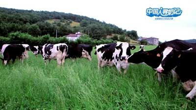 法国爱达力奶粉带你看奉献给中国宝宝的快乐奶牛与精品奶源